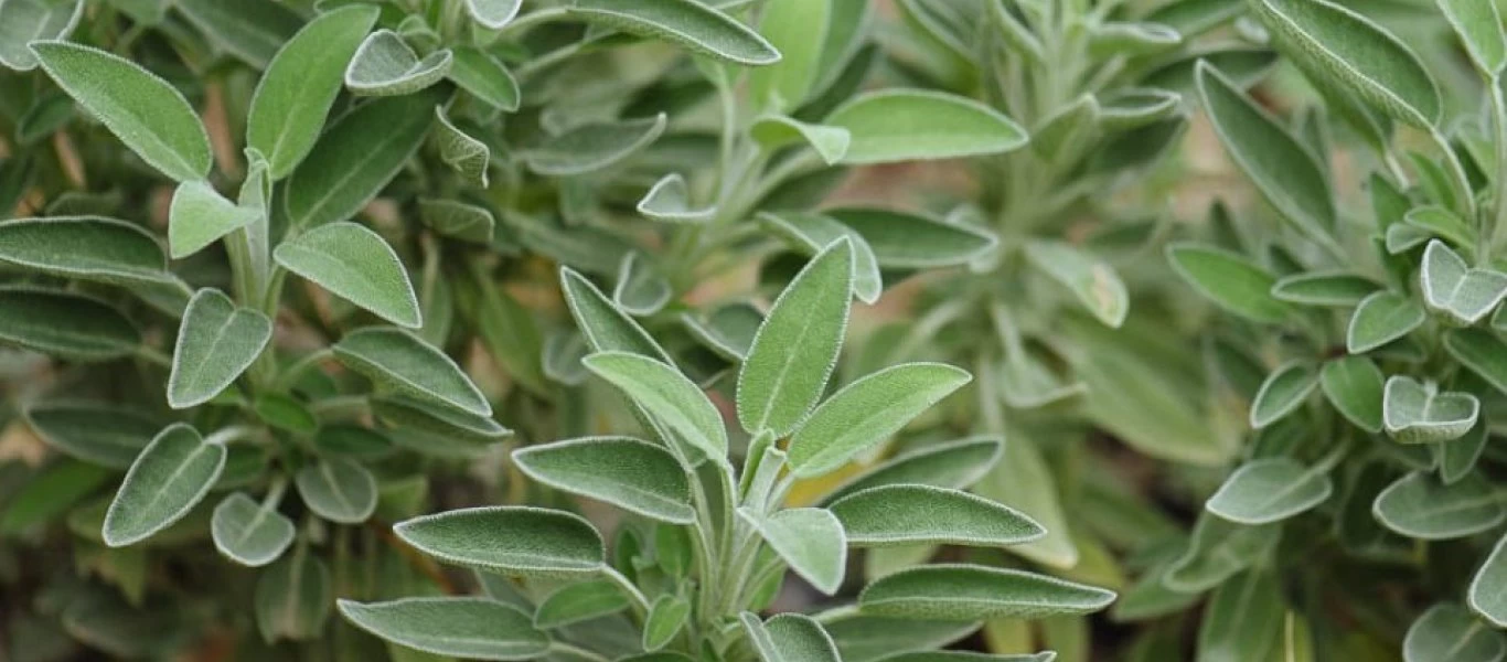 Οι λόγοι που το φασκόμηλο πρέπει να υπάρχει σπίτι μας